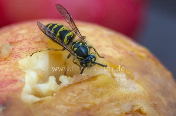 Fokus-Natur Bild