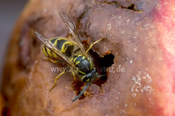 Fokus-Natur Bild