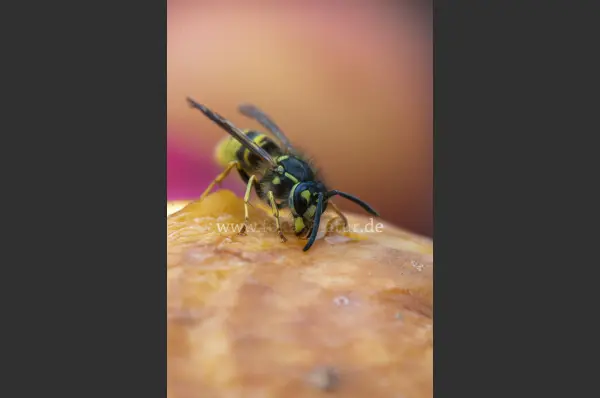 Fokus-Natur Bild