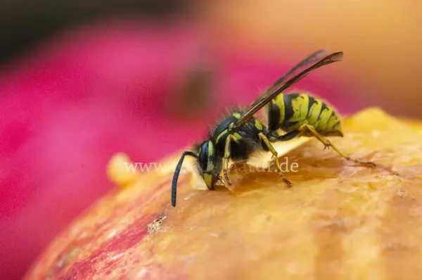 Fokus-Natur Bild