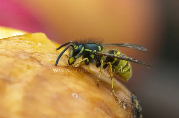 Fokus-Natur Bild