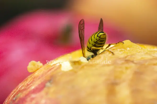Fokus-Natur Bild