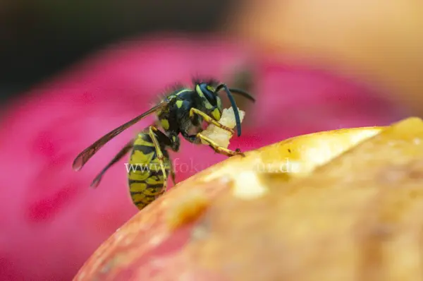 Fokus-Natur Bild