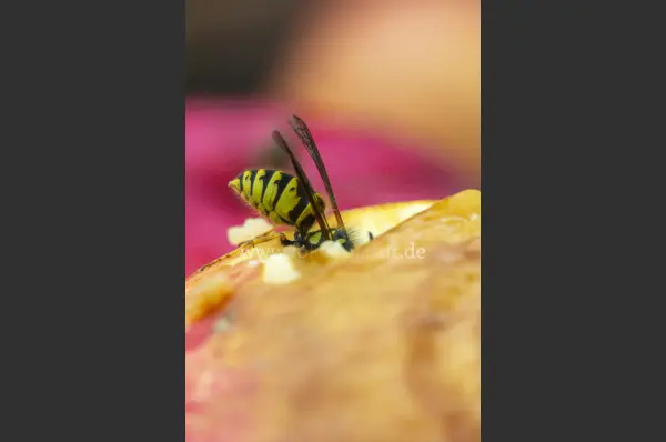 Fokus-Natur Bild