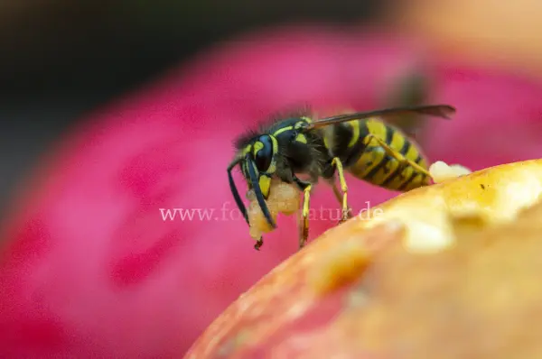 Fokus-Natur Bild