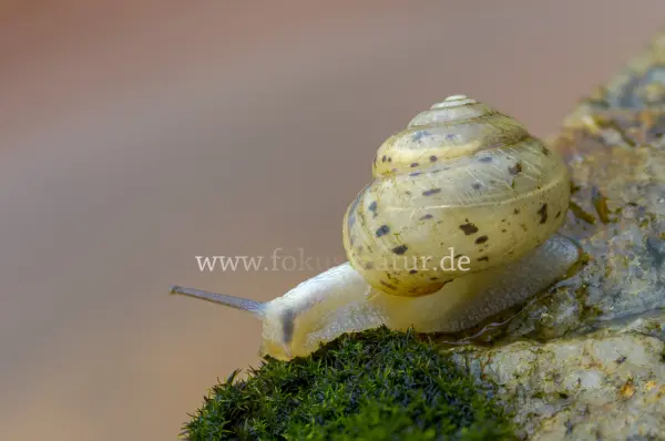 Fokus-Natur Bild