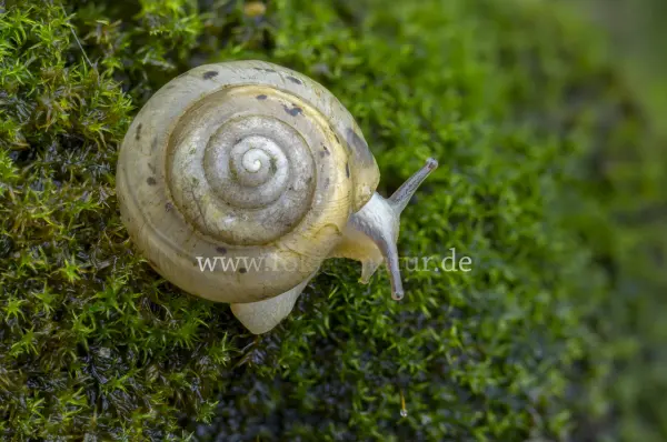 Fokus-Natur Bild