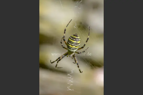 Fokus-Natur Bild