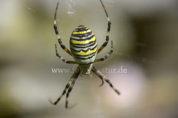 Fokus-Natur Bild