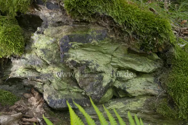 Fokus-Natur Bild