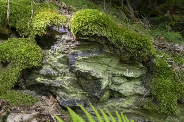 Fokus-Natur Bild