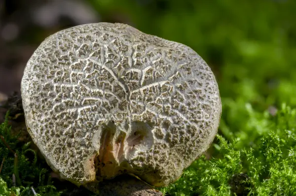 Fokus-Natur Bild
