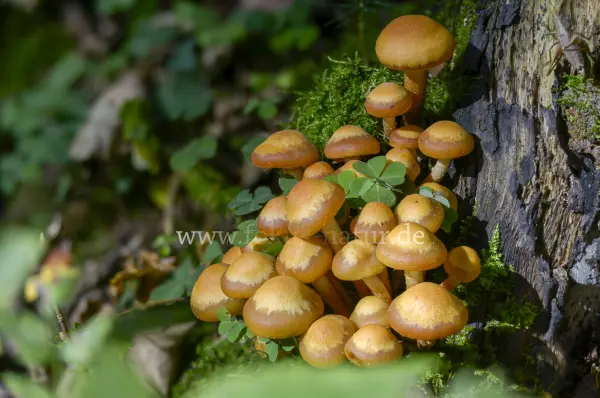 Fokus-Natur Bild