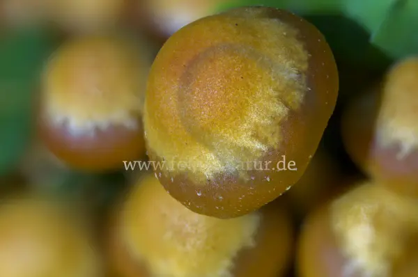 Fokus-Natur Bild