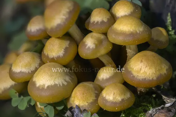 Fokus-Natur Bild