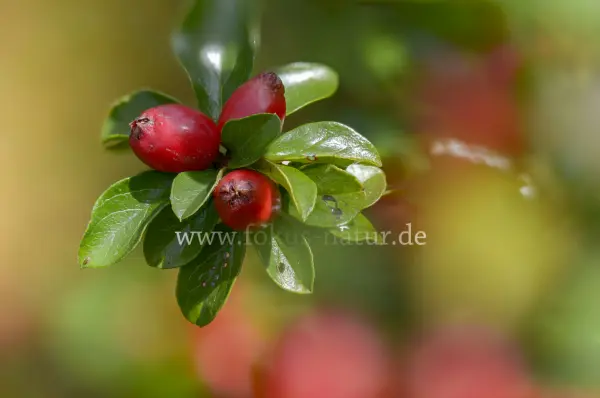 Fokus-Natur Bild