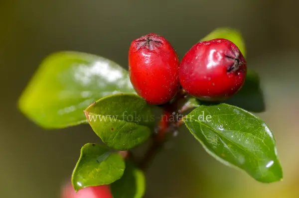 Fokus-Natur Bild