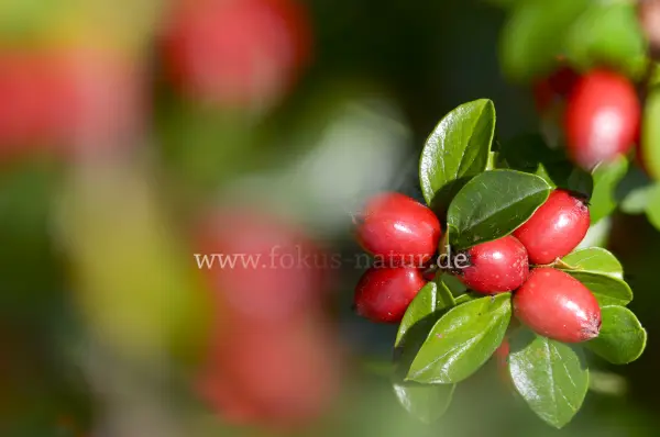 Fokus-Natur Bild