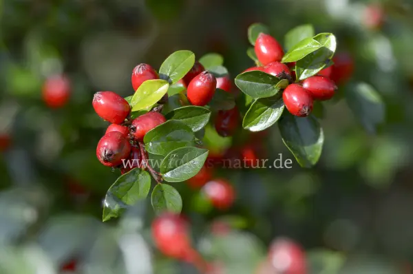 Fokus-Natur Bild