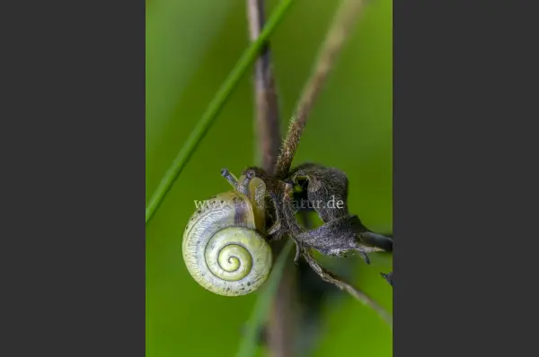 Fokus-Natur Bild