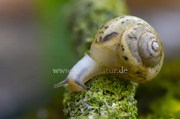 Fokus-Natur Bild