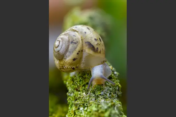 Fokus-Natur Bild