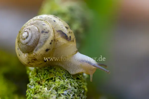 Fokus-Natur Bild