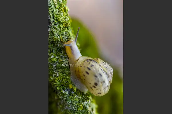 Fokus-Natur Bild