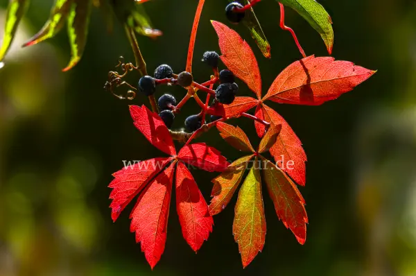 Fokus-Natur Bild
