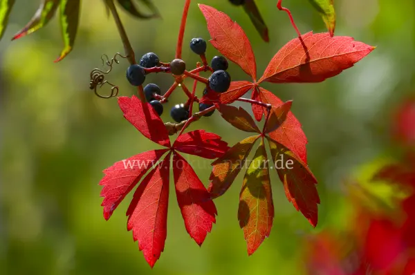 Fokus-Natur Bild