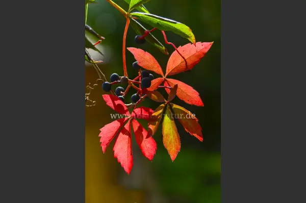 Fokus-Natur Bild