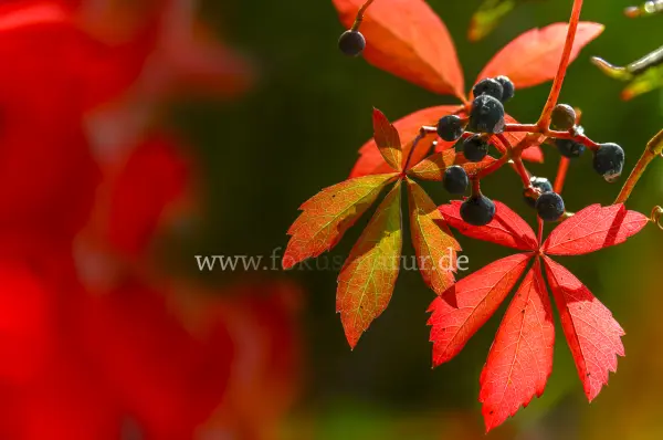 Fokus-Natur Bild