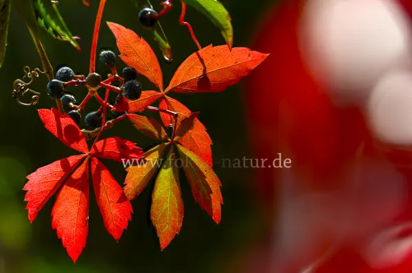 Fokus-Natur Bild