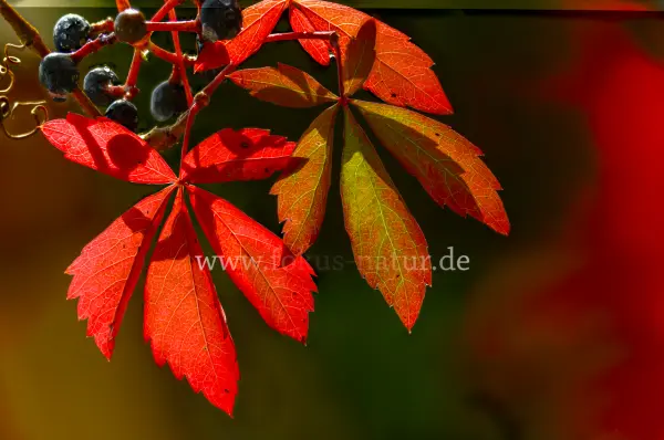 Fokus-Natur Bild