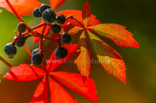 Fokus-Natur Bild