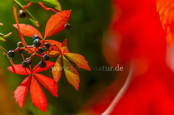 Fokus-Natur Bild