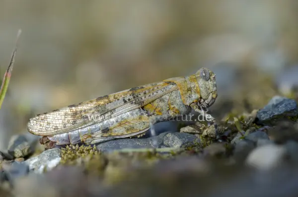 Fokus-Natur Bild