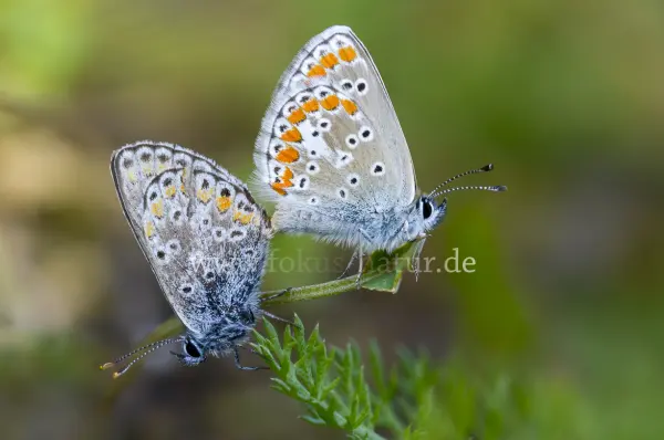 Fokus-Natur Bild