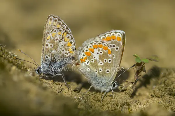 Fokus-Natur Bild