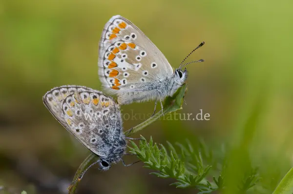 Fokus-Natur Bild