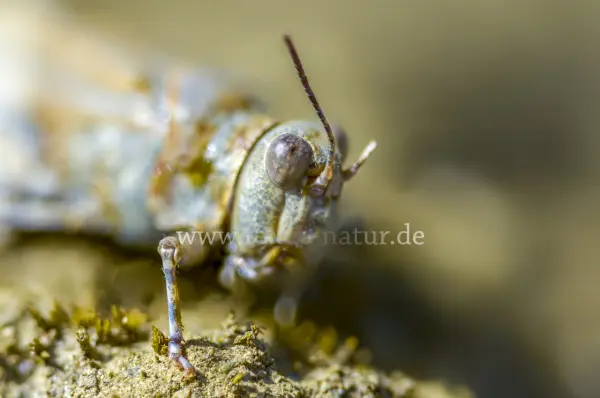 Fokus-Natur Bild