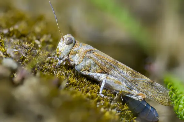 Fokus-Natur Bild