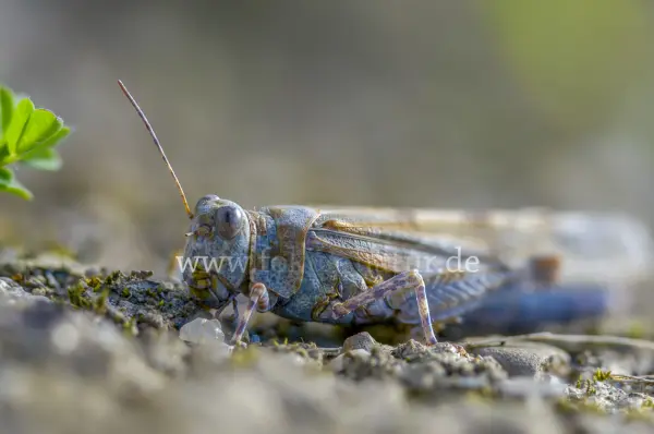 Fokus-Natur Bild