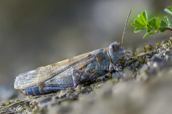 Fokus-Natur Bild