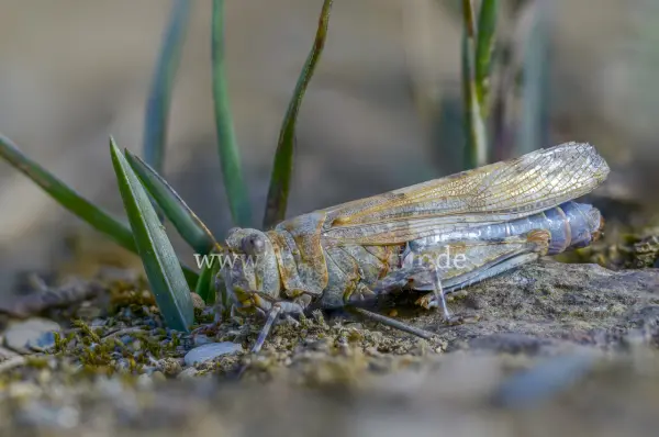 Fokus-Natur Bild