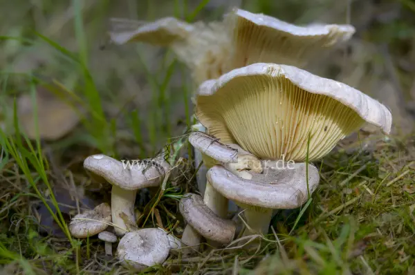 Fokus-Natur Bild