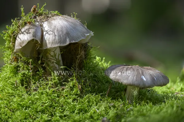 Fokus-Natur Bild