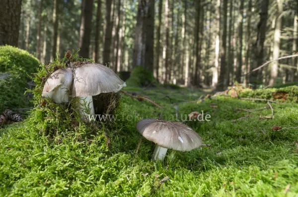 Fokus-Natur Bild