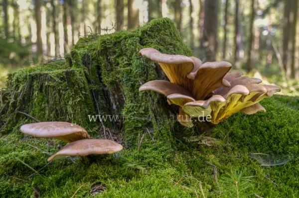Fokus-Natur Bild