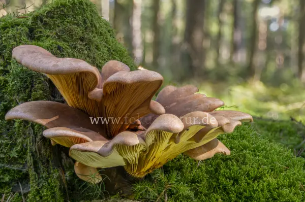 Fokus-Natur Bild